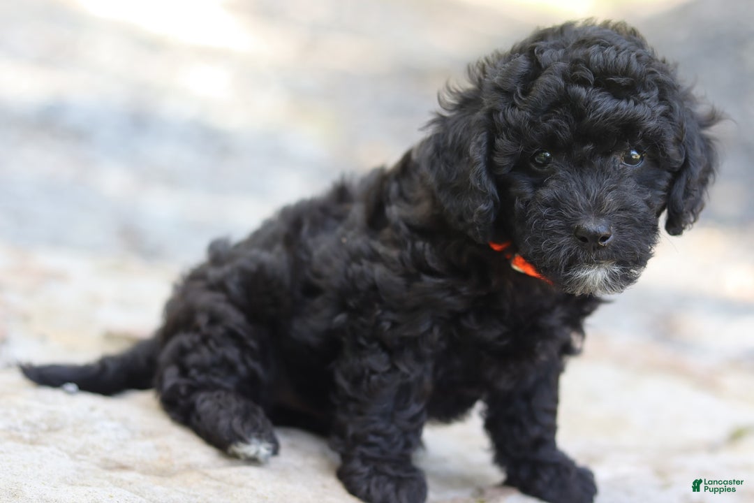 Miniature Poodle dogs for sale: Jax - Image 6
