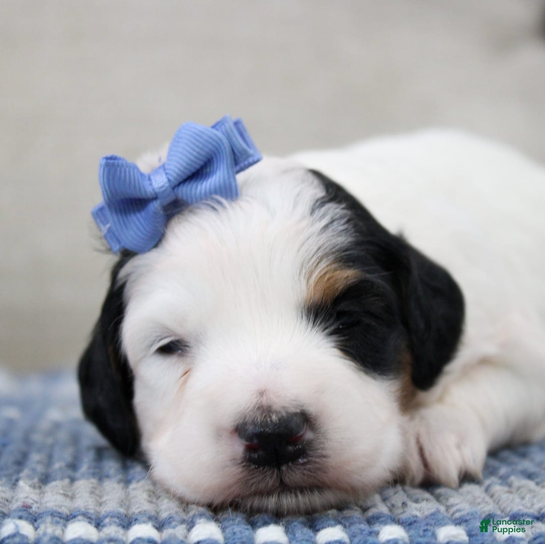 Mini Bernedoodle dogs for sale: Lennon - Image 6
