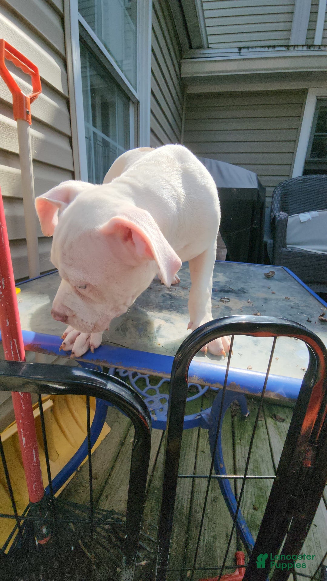 American Bully dogs for sale: Luna - Image 8