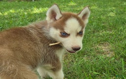 Siberian Husky dogs for sale: Concord - Image 1