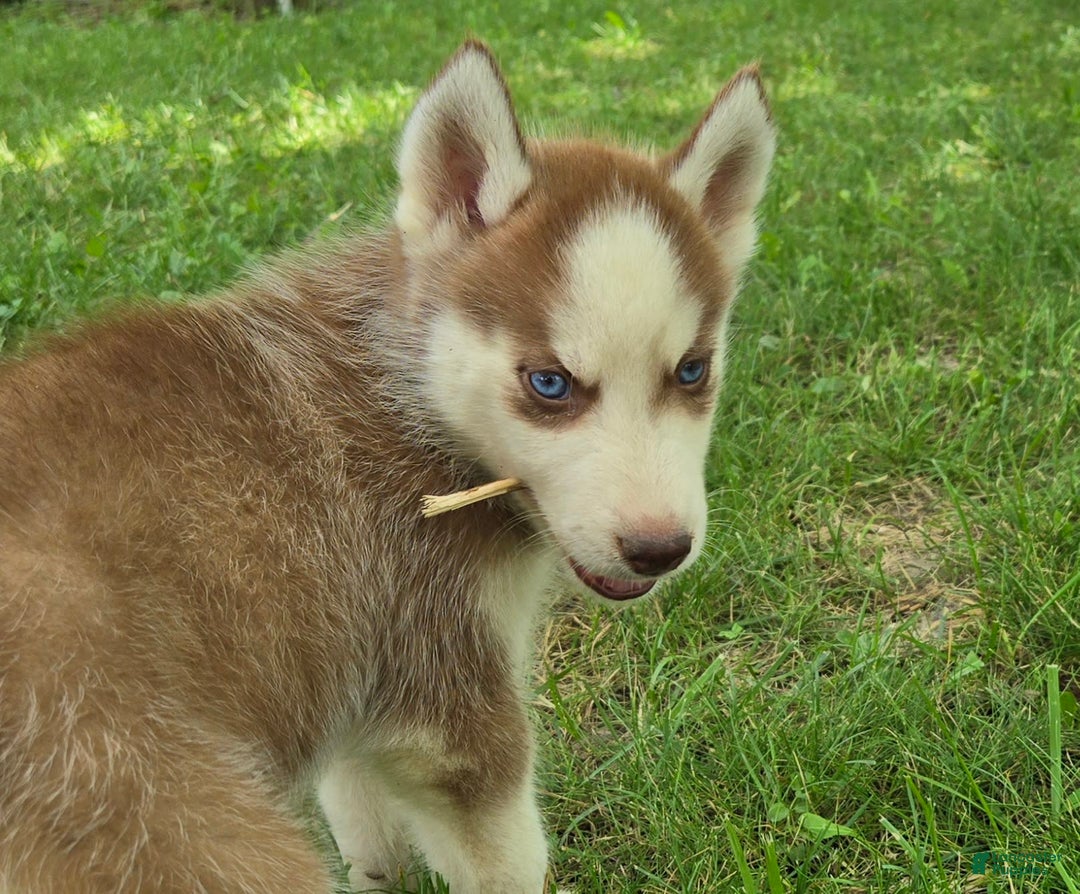 Siberian Husky dogs for sale: Concord - Image 1
