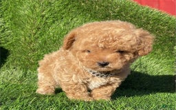 Toy Poodle dogs for sale: Annie - Image 1
