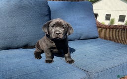 Labrador Retriever dogs for sale: Bella - Image 11