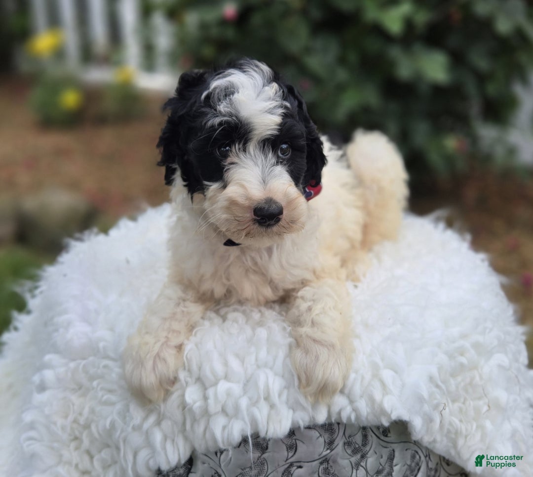 Bernedoodle dogs for sale: Garth - Image 2