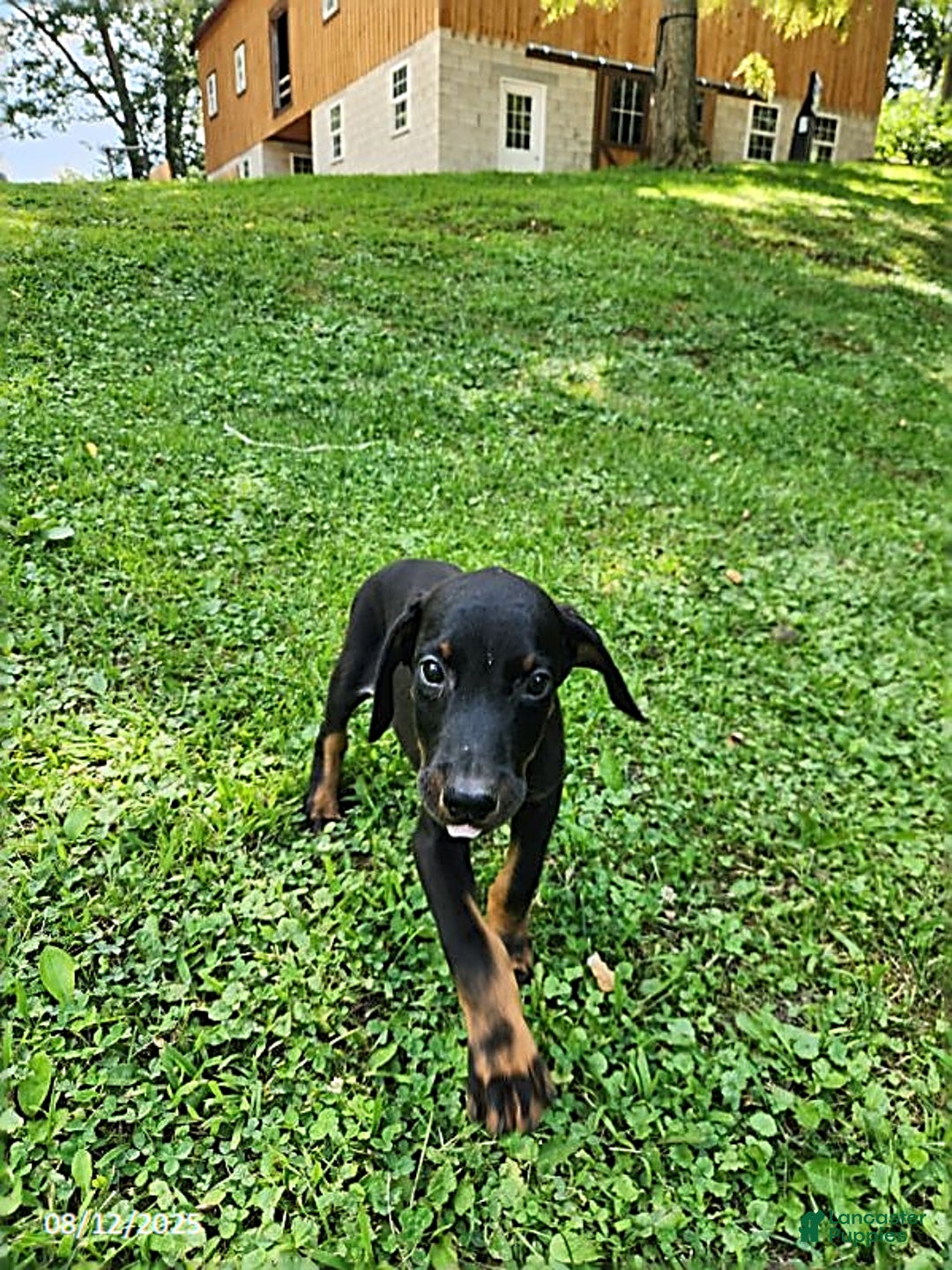 Doberman Pinscher dogs for sale: Dallas - Image 2