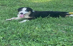 Australian Shepherd dogs for sale: Diva - Image 7