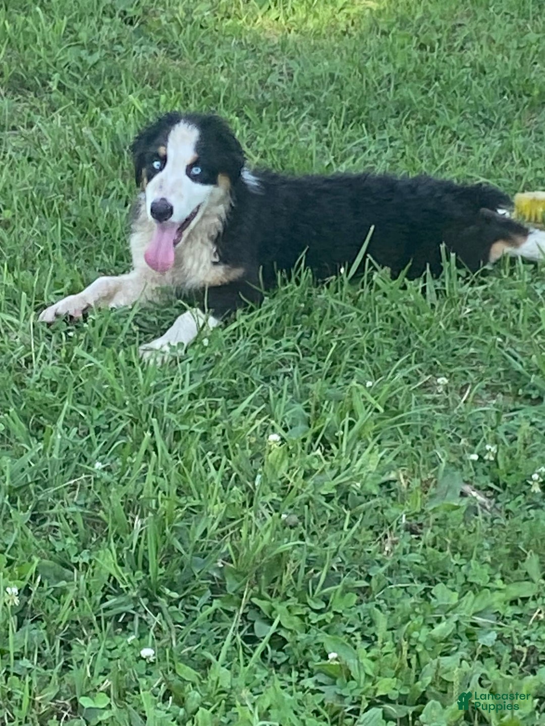 Australian Shepherd dogs for sale: Diva - Image 7