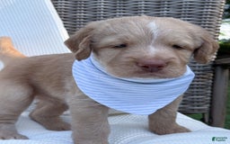Labradoodle dogs for sale: Cinnamon - Image 10