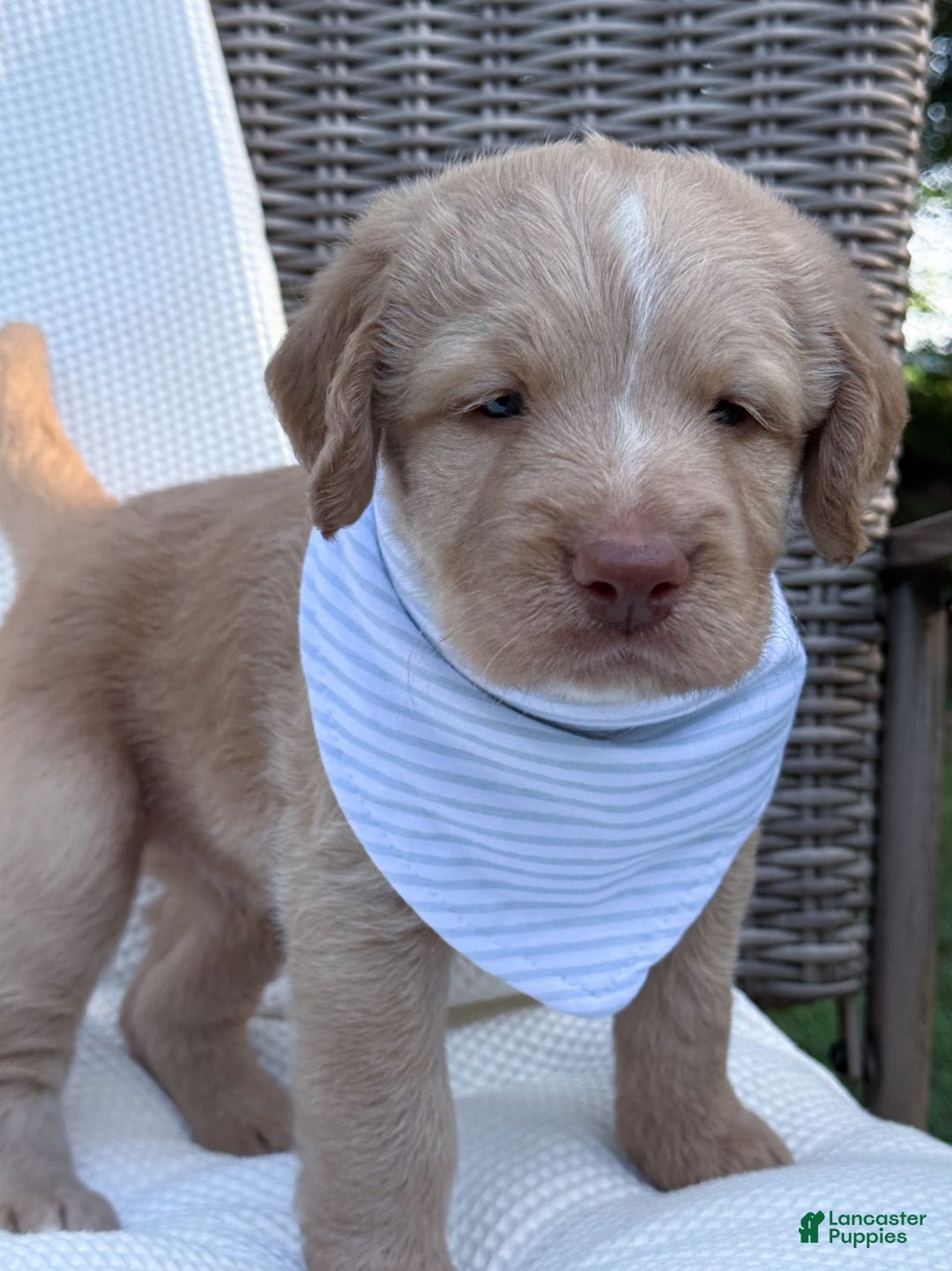 Labradoodle dogs for sale: Cinnamon - Image 10