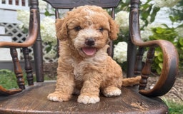 Goldendoodle dogs for sale: Butterfinger - Image 12