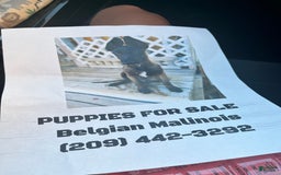 Belgian Malinois dogs for sale: Duke - Image 3