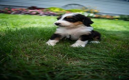 Bernedoodle dogs for sale: Ranger - Image 8