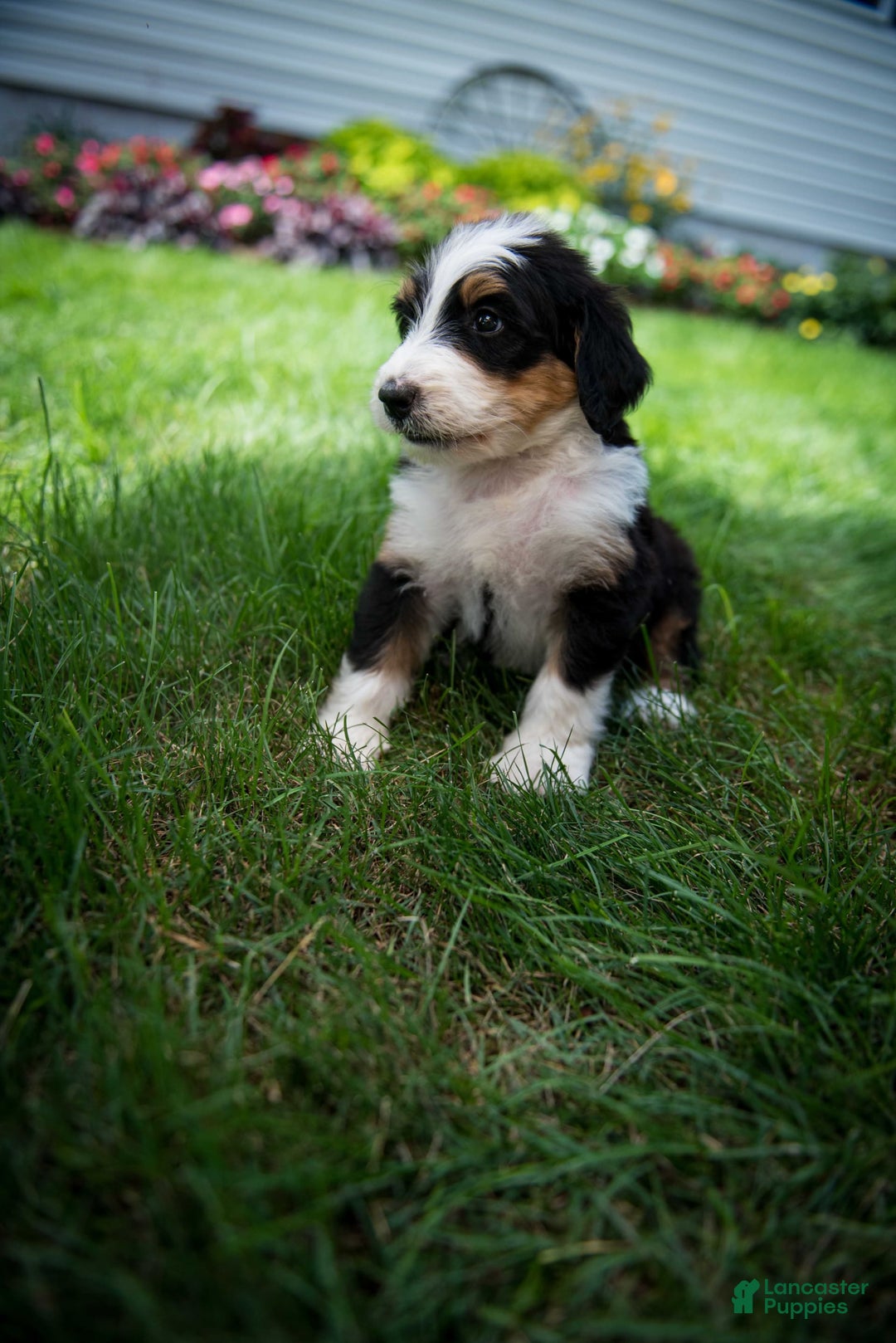 Bernedoodle dogs for sale: Ranger - Image 8