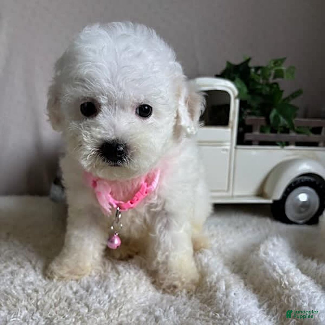 Bichpoo dogs for sale: Gigi - Image 5