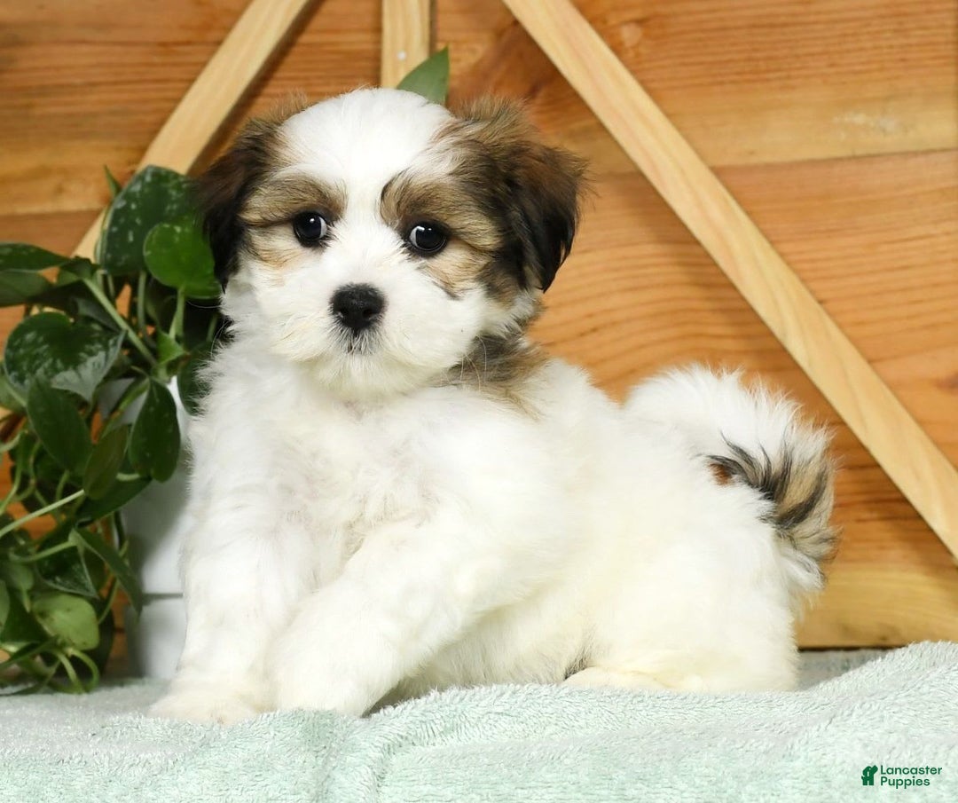 Teddy Bear dogs for sale: Wednesday - Image 9