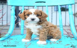 Cavapoo dogs for sale: Aspen - Image 2