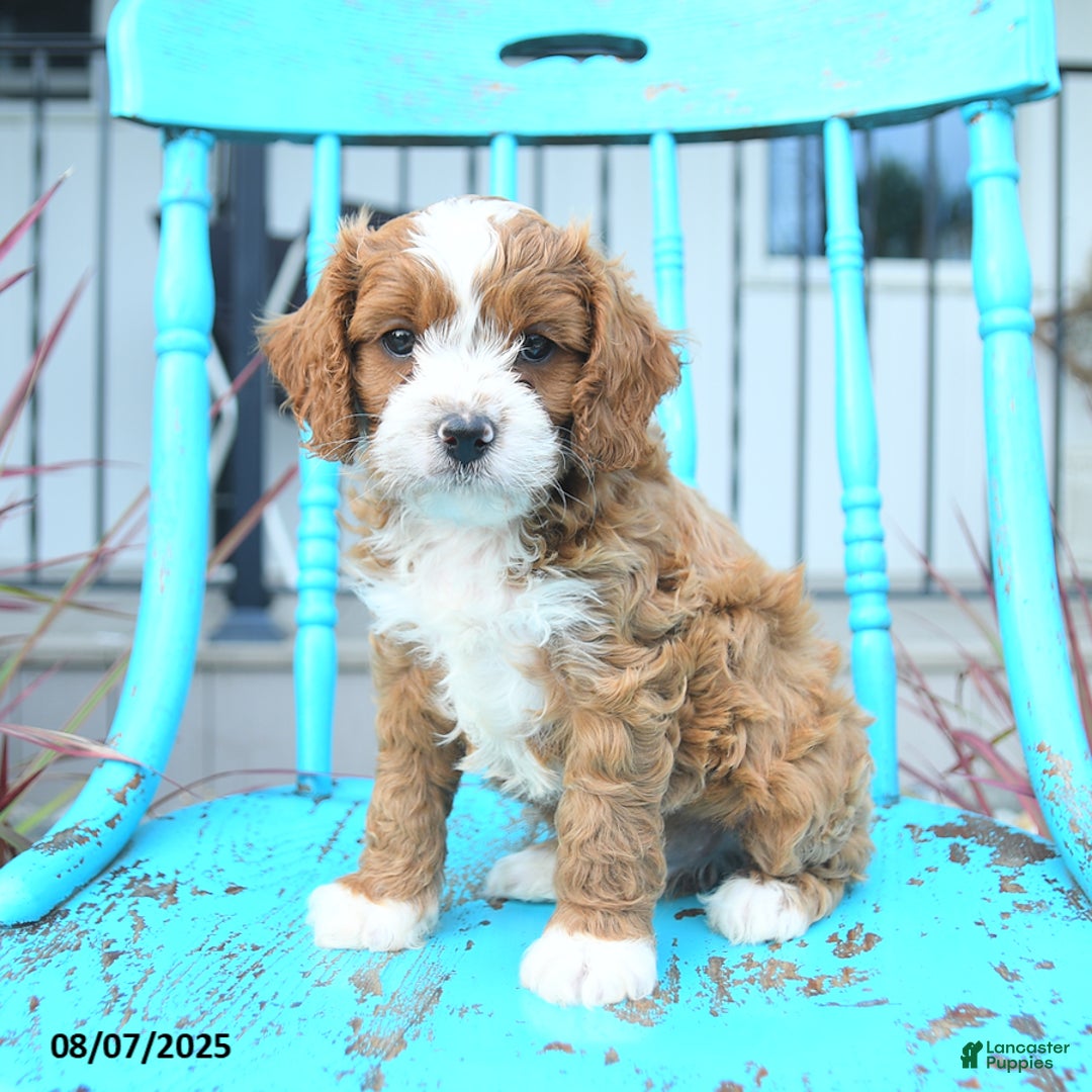 Cavapoo dogs for sale: Aspen - Image 2