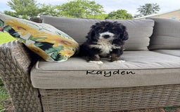 Bernedoodle dogs for sale: Kayden - Image 5