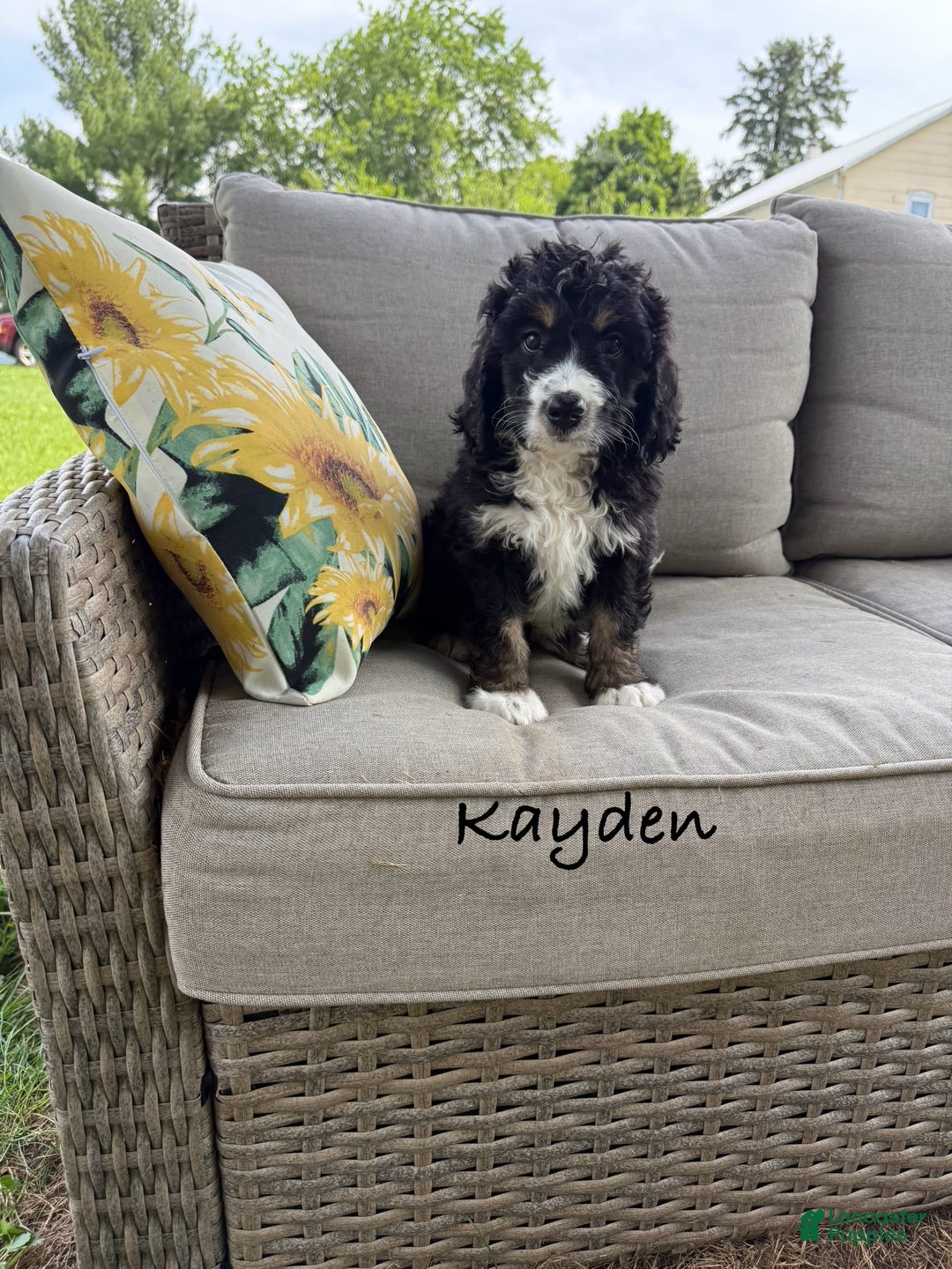 Bernedoodle dogs for sale: Kayden - Image 5