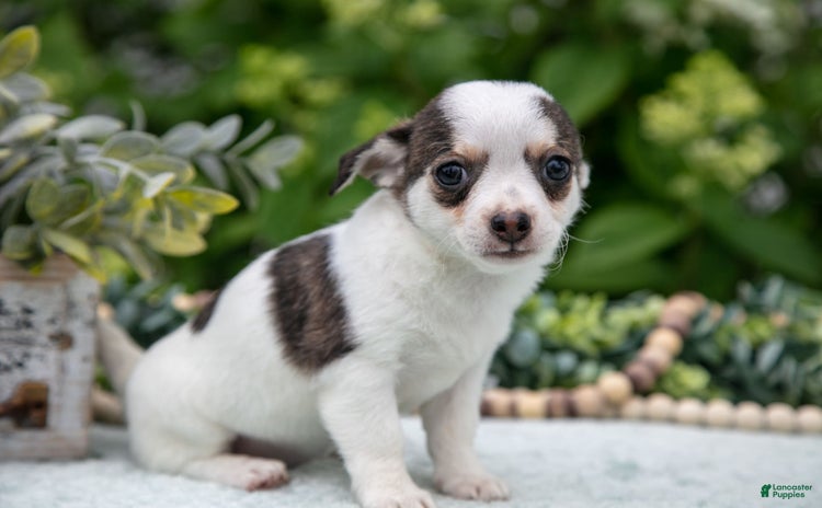 Chihuahua dogs for sale - Ad 3