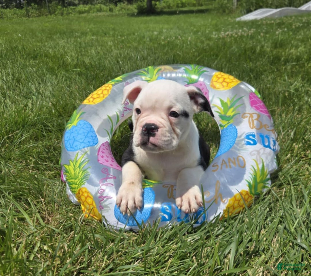 Olde English Bulldogge dogs for sale: Roger - Image 23