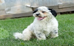 Shihpoo dogs for sale: Benny - Image 6
