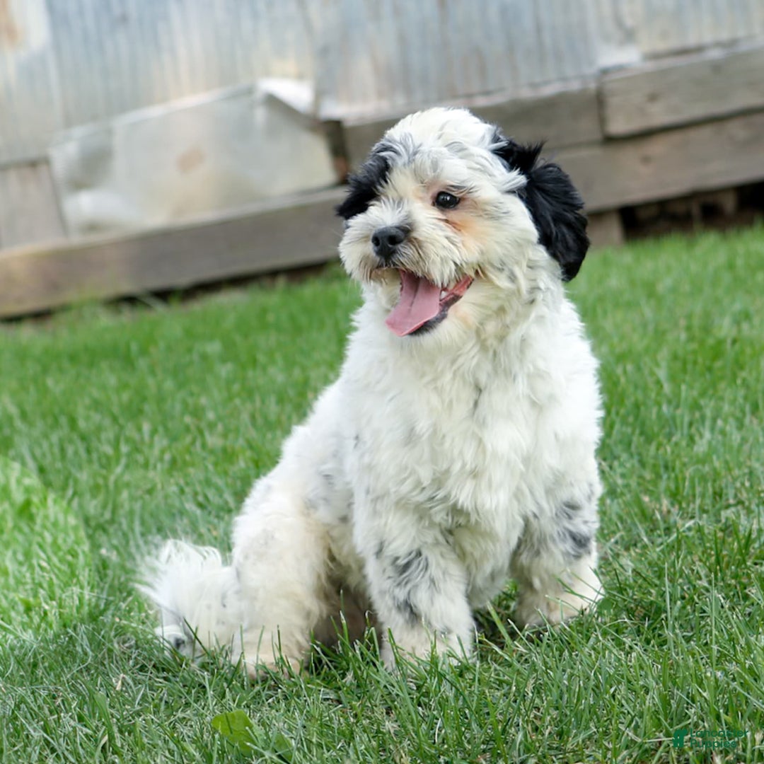 Shihpoo dogs for sale: Benny - Image 6
