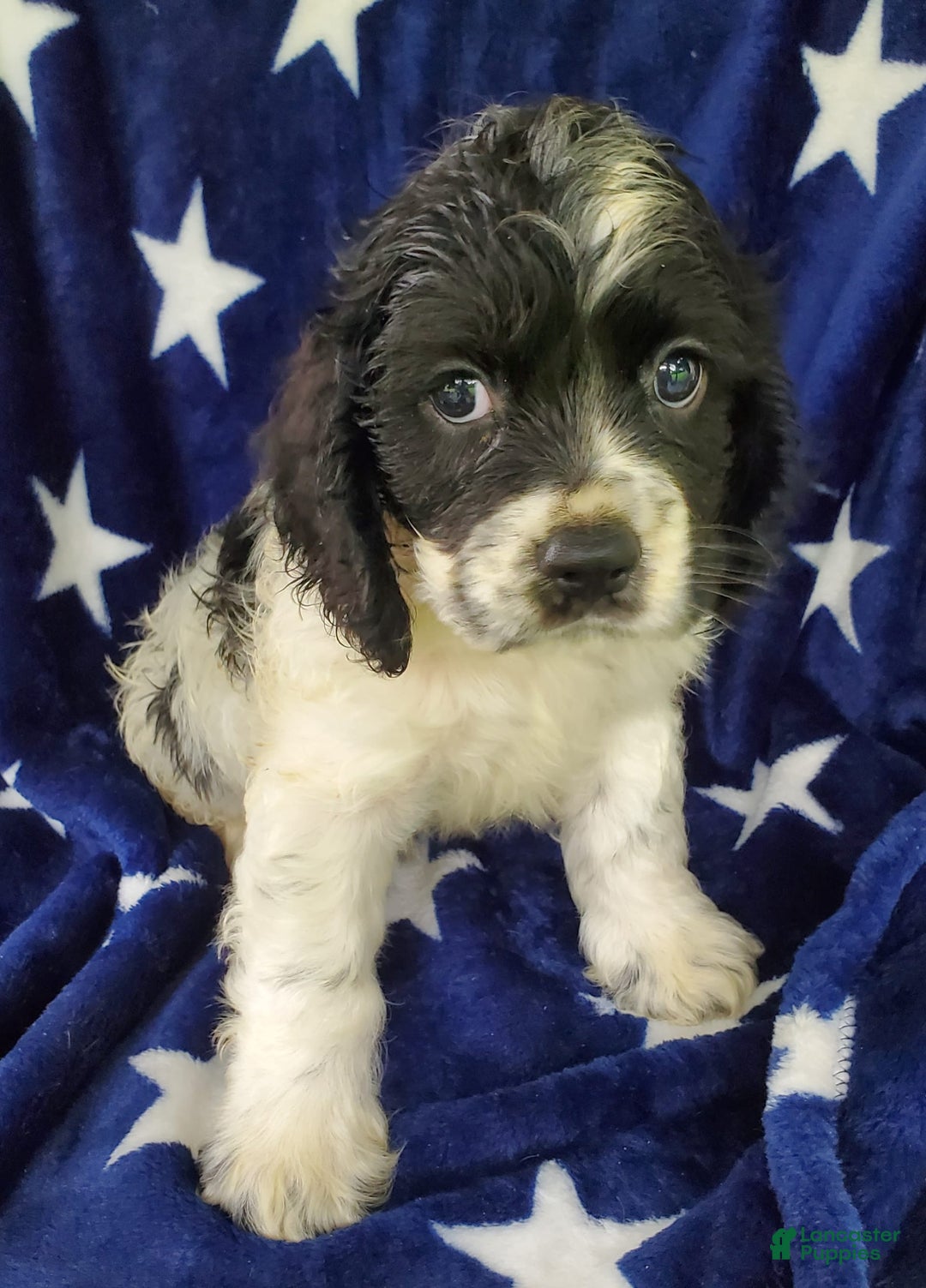 Cocker Spaniel dogs for sale: Nash - Image 26