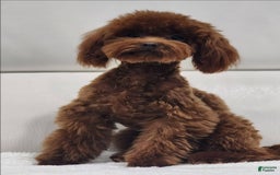 Toy Poodle dogs for sale: Chili - Image 1