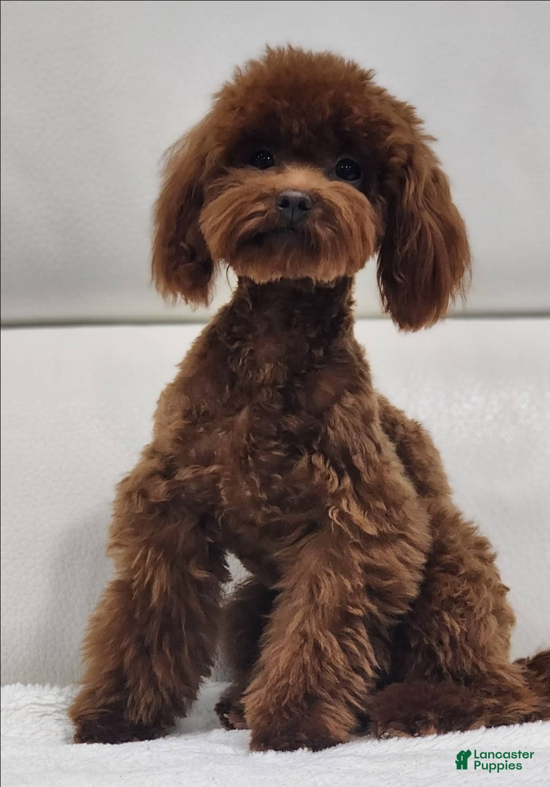 Toy Poodle dogs for sale: Chili - Image 1