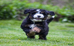 Mini Bernedoodle dogs for sale: Ozzy - Image 4