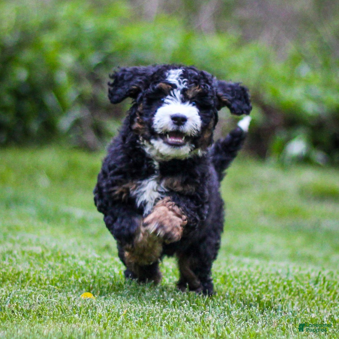 Mini Bernedoodle dogs for sale: Ozzy - Image 4