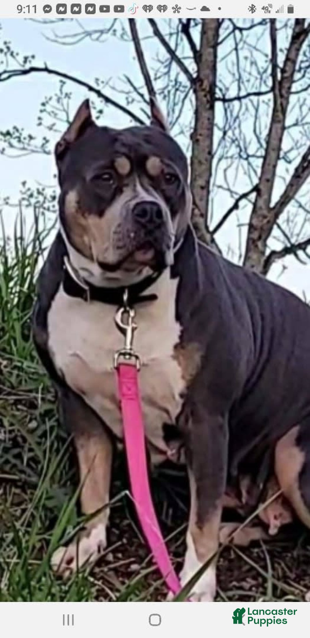 American Bully dogs for sale: Socks - Image 114