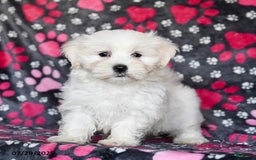 Maltese dogs for sale: Nitro - Image 4