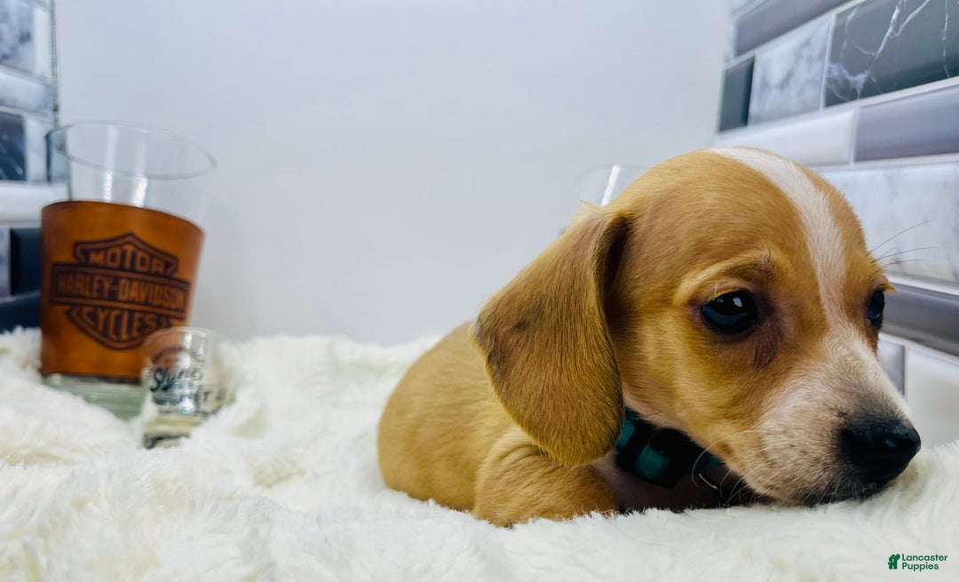 Miniature Dachshund dogs for sale: Jesse - Image 3