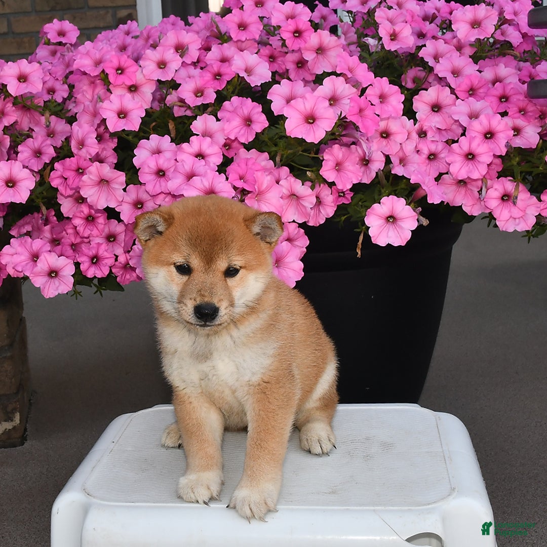 Shiba Inu dogs for sale: Shelley - Image 2