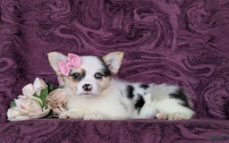 Welsh Corgi Pembroke dogs for sale: Kandee - Image 7