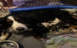 Great Pyrenees dogs for sale: Balto - Image 4