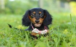 Miniature Dachshund dogs for sale: Joy - Image 3