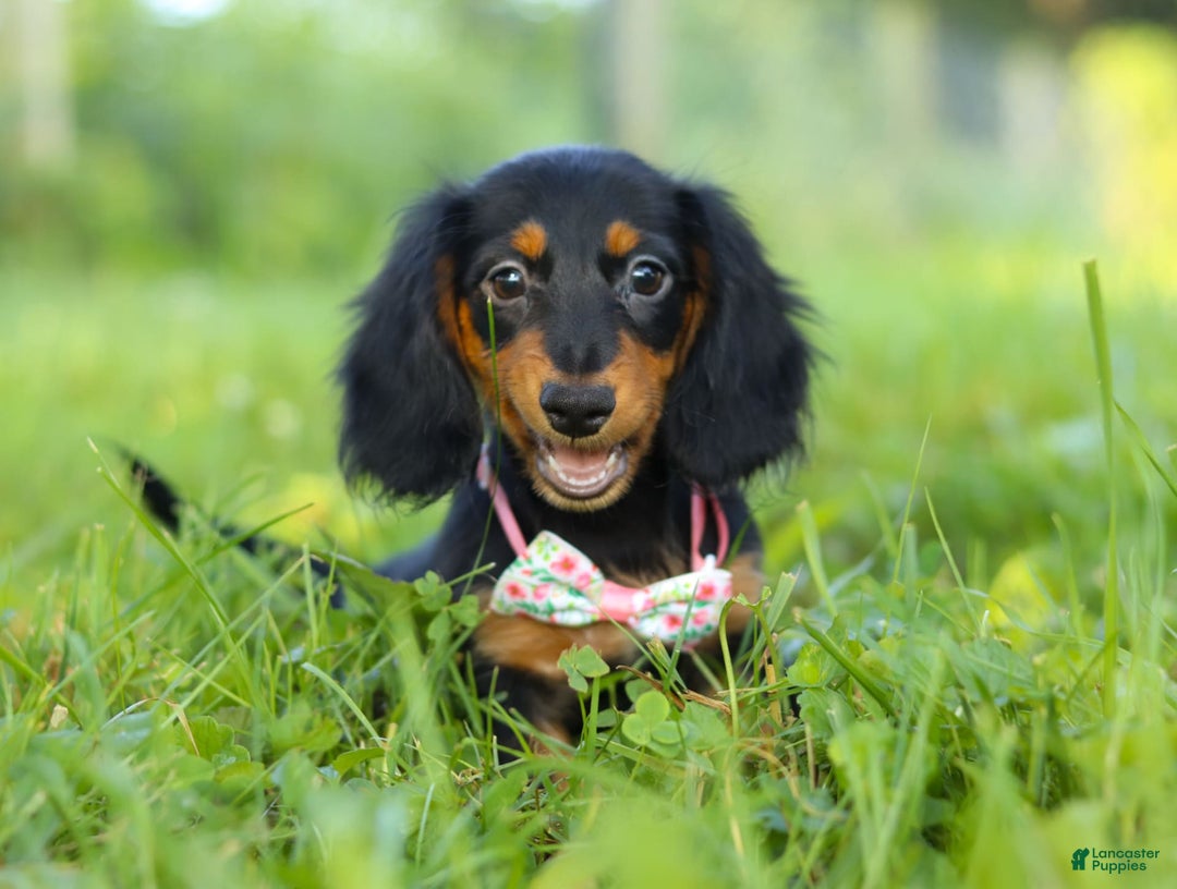 Miniature Dachshund dogs for sale: Joy - Image 3
