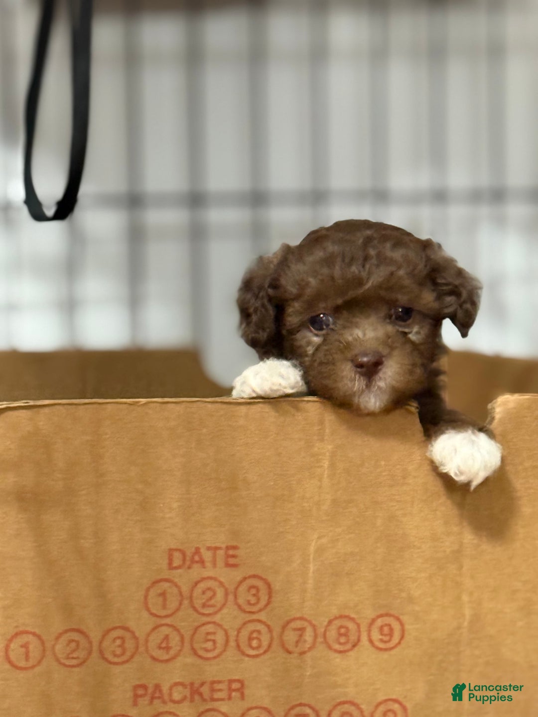 Shihpoo dogs for sale: Lola - Image 5