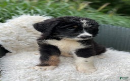 Bernedoodle dogs for sale: Chance - Image 6