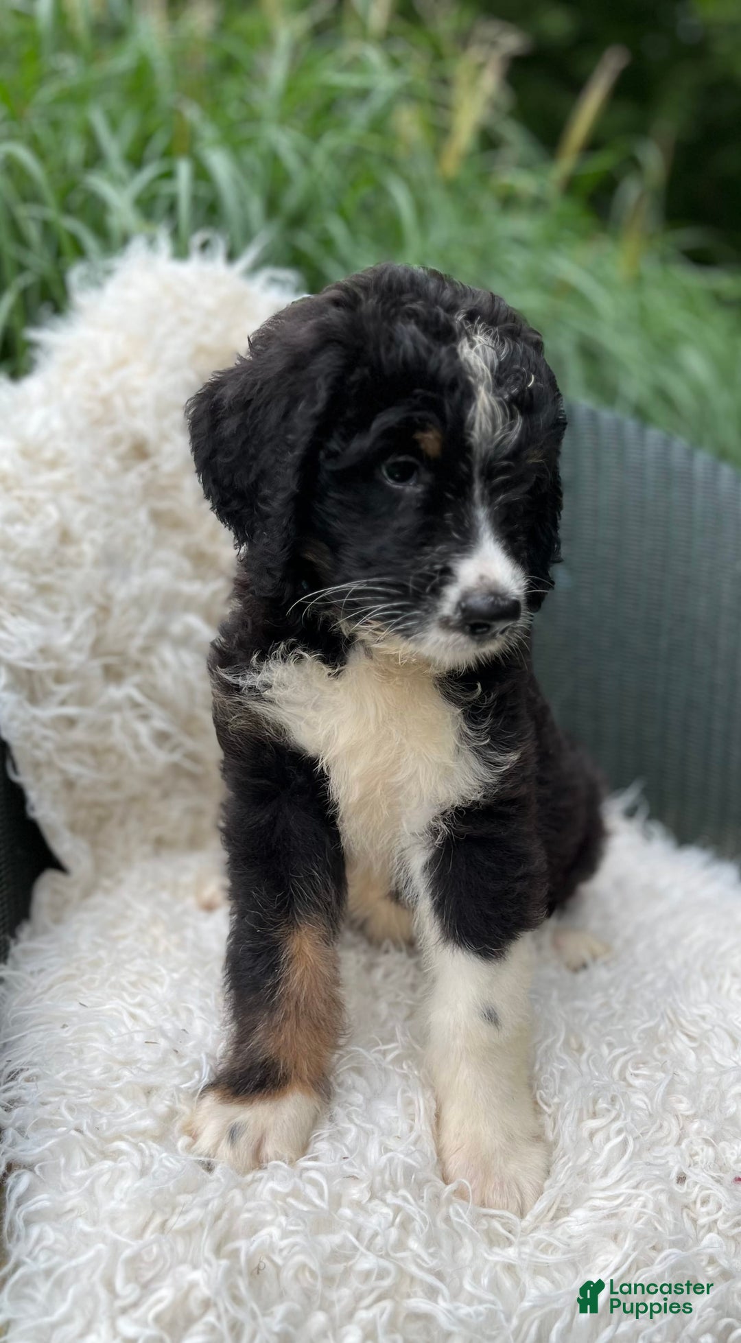 Bernedoodle dogs for sale: Chance - Image 6