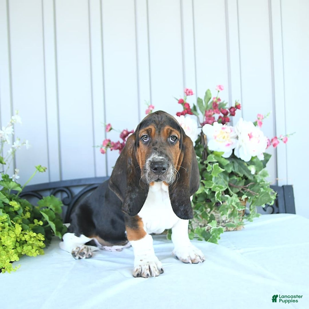 Basset Hound dogs for sale: Cooper - Image 6