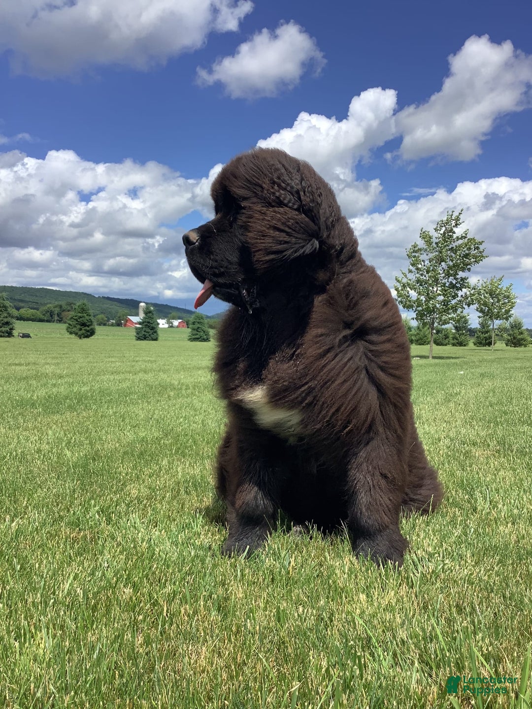 Newfoundland dogs for sale: Dee - Image 10