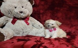 Malshi dogs for sale: Gigi - Image 10