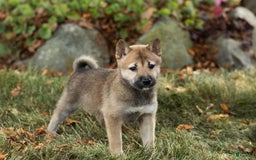 Shiba Inu dogs for sale: Jill - Image 2
