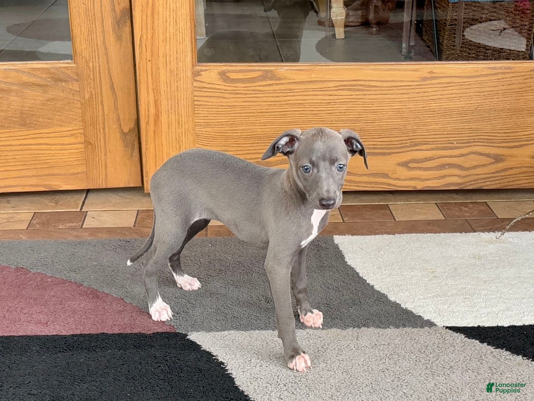 Italian Greyhound dogs for sale: Jenna - Image 4