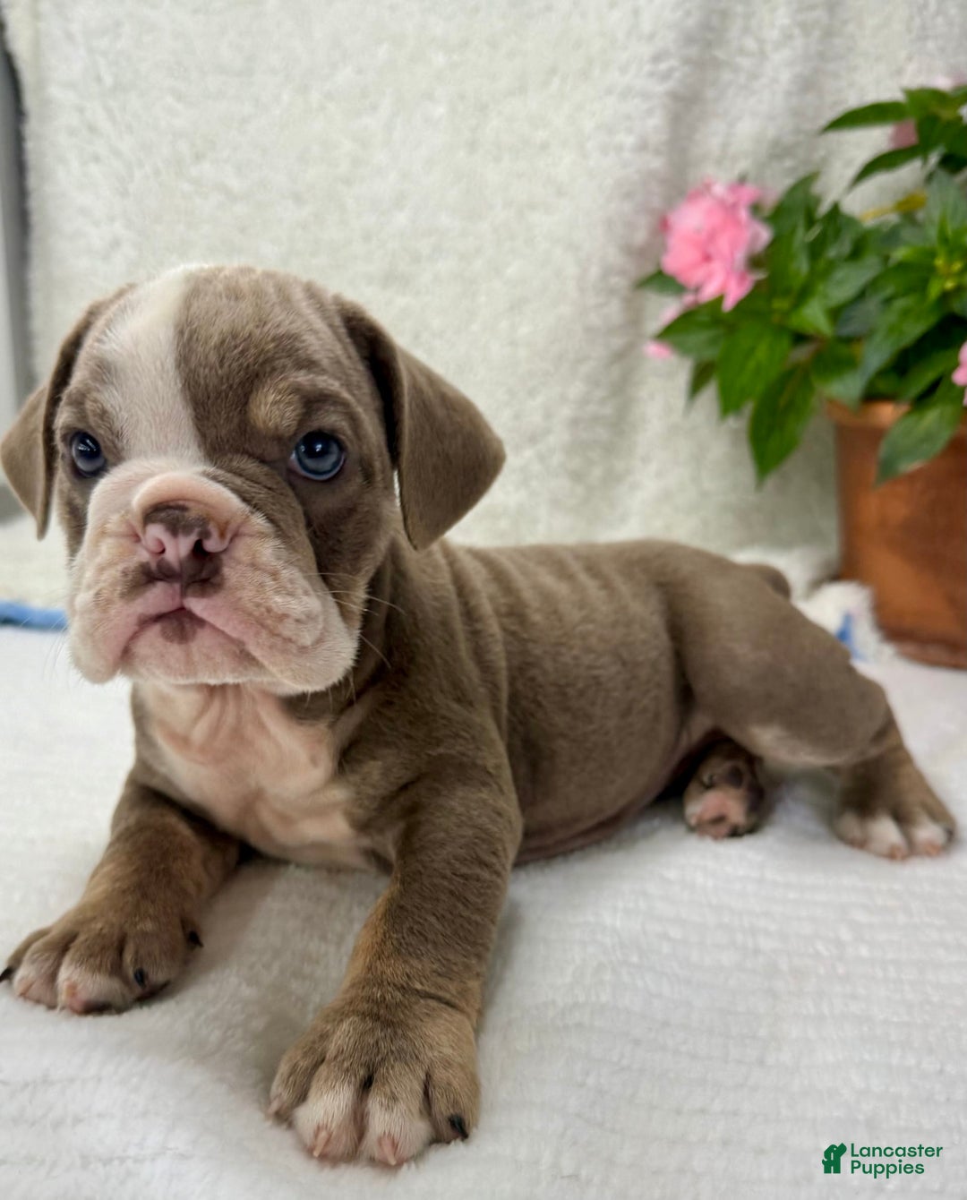 English Bulldog dogs for sale: Elsie - Image 4