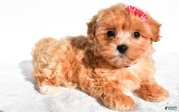 Maltipoo dogs for sale: Penny - Image 7